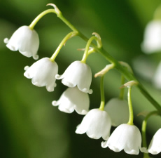 lily_of_the_valley